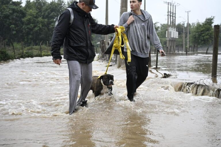 Sistema frontal: Colmevet recuerda considerar a la dimensión animal ante la emergencia preventiva en 10 regiones del país