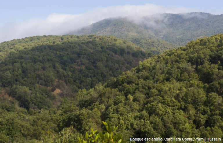 U. de Chile impulsa nuevo laboratorio para restaurar bosques nativos frente al cambio climático