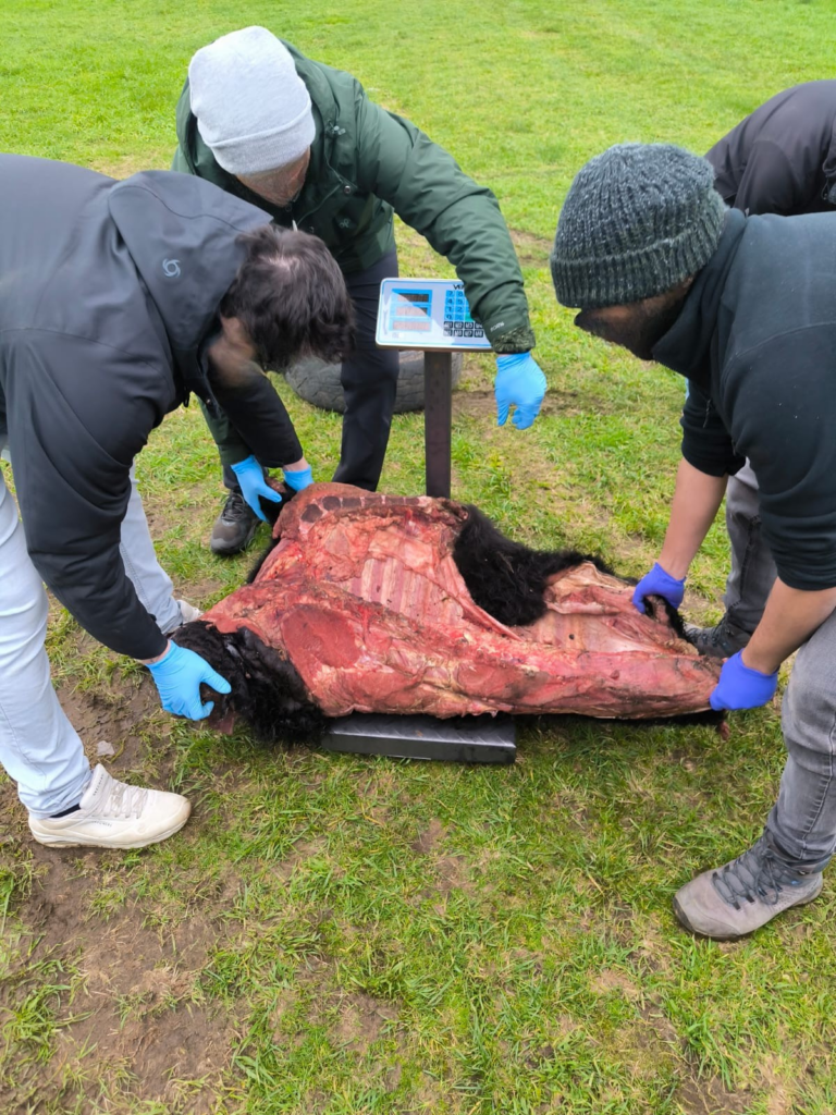 Seremi de Salud elimina más de 250 kilos de carne por presunto abigeato en Futrono
