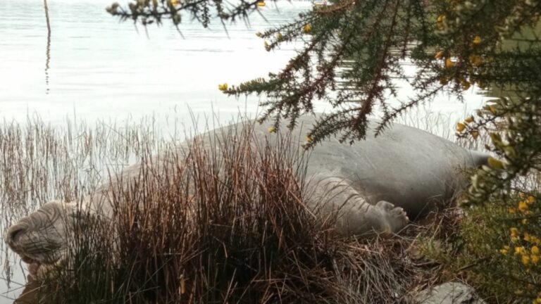 Sernapesca mantiene monitoreo por presencia de elefante marino