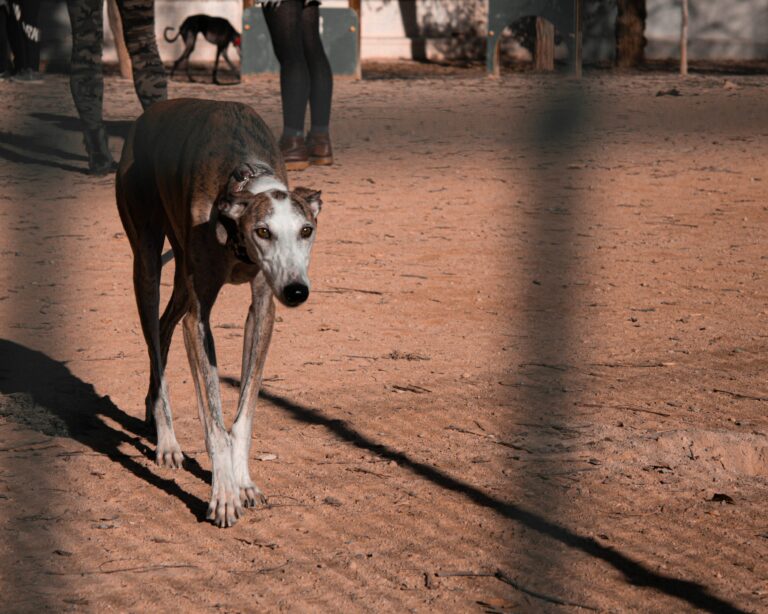 Tras votación contra las carreras de perros, expertos llaman a modernizar la legislación sobre bienestar animal