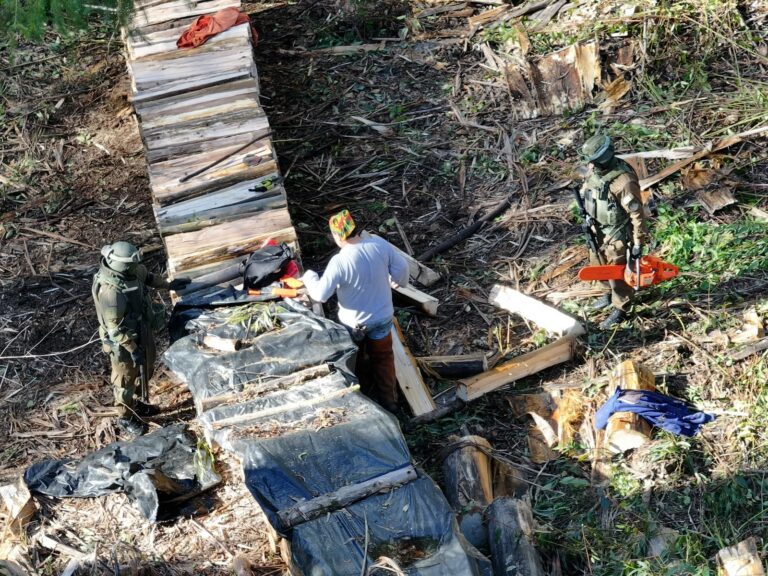 Detienen a hombre por sustracción de madera en predio forestal de Los Lagos