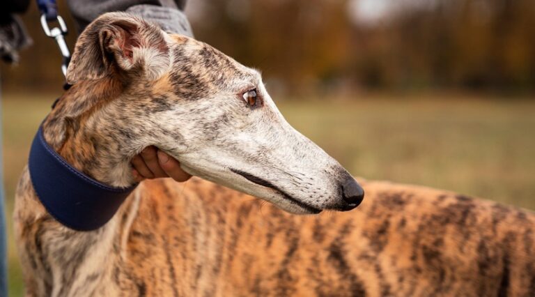 Colmevet reitera su rechazo a las carreras de galgos y exige la derogación del artículo 16° de la Ley 20.380