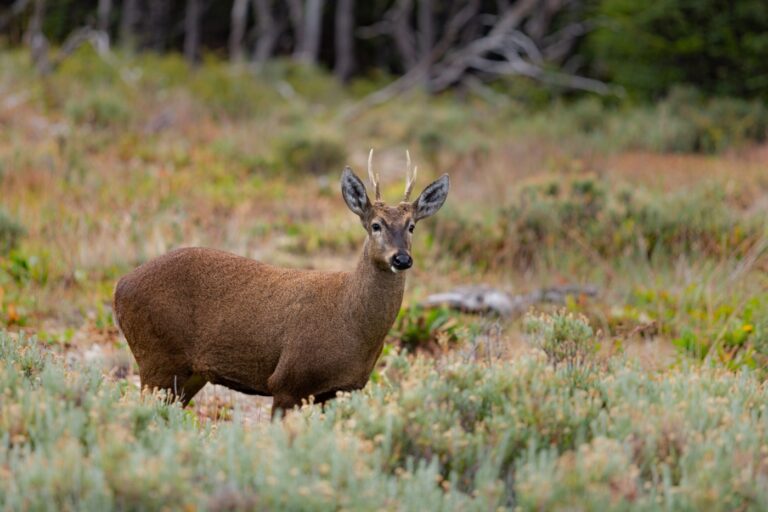 Ministra Toledo conmemora Día Internacional del Huemul en inauguración de Centro de Rescate de Fauna Silvestre en Huilo Huilo