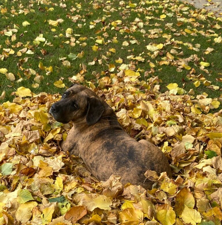 Polémico proyecto para controlar perros asilvestrados avanza en el Congreso