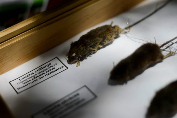 Valdivia será sede de encuentro nacional de investigación sobre Hantavirus e Influenza Aviar