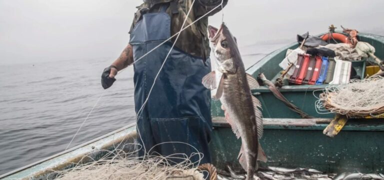 Pescadores artesanales piden medidas urgentes para recuperar la merluza austral
