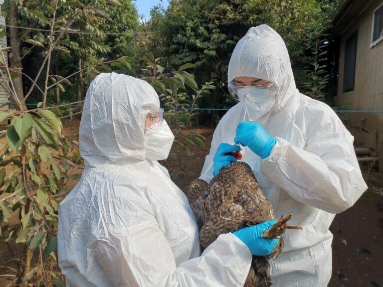 SAG informa caso positivo de influenza aviar en aves de traspatio