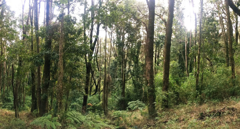 Nuevo proyecto forestal reabre debate por protección del bosque nativo