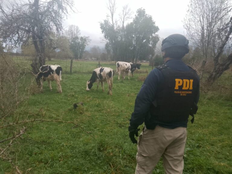 PDI detiene a tres hombres por abigeato