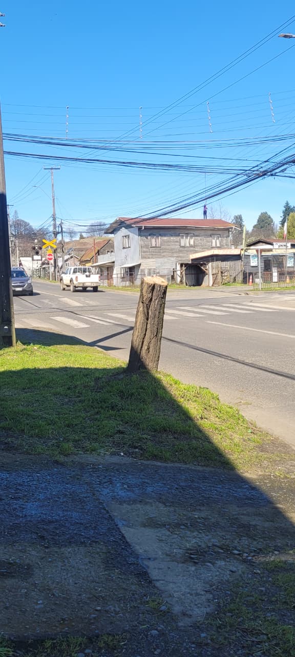 Denuncia ciudadana: ¿Qué perdemos cuando podamos un árbol sin mirar todo lo que vive en él?