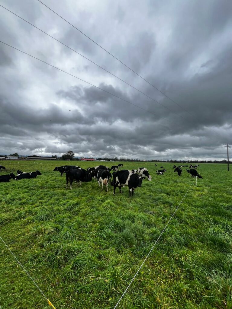 Fundo Rofuco de La Unión será sede del Día de Campo 2026 sobre ganadería regenerativa