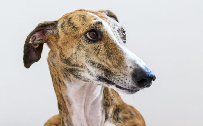 Polémico giro: comisión aprueba regular carreras de galgos en proyecto que busca prohibirlas