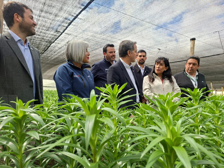 Renuevan seguro catastrófico contra la mosca de la fruta