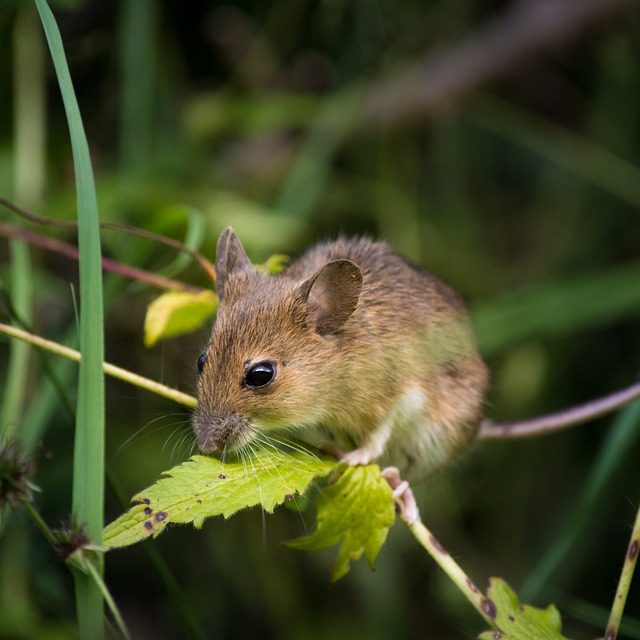 Avanza test rápido para detectar hantavirus desarrollado desde la UACh